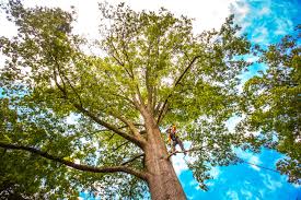 Best Tree Removal  in Toledo, OH