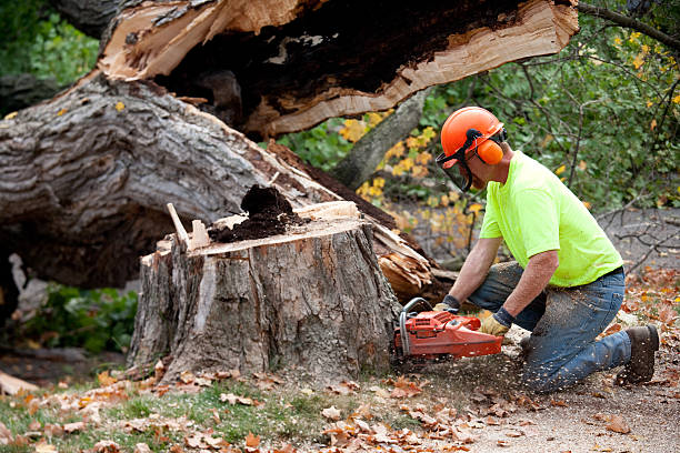 Best Tree Disease Treatment  in Toledo, OH