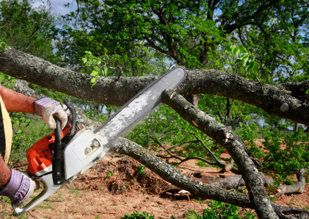 Best Lot and Land Clearing  in Toledo, OH